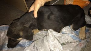 Çuvalda bulunan yavru köpeğe sahip çıktılar
