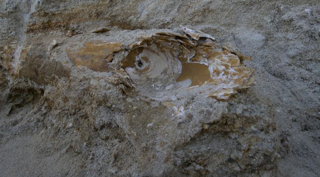 Edirne'de mamut fosili bulundu