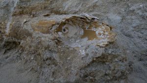 Edirne'de mamut fosili bulundu