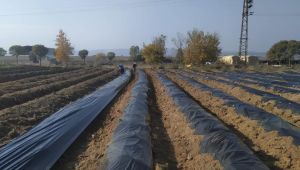 Edirne'de üretici çilek üretimiyle kazanacak