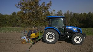 Lavantanın Trakya'da ekim alanı yaygınlaşıyor