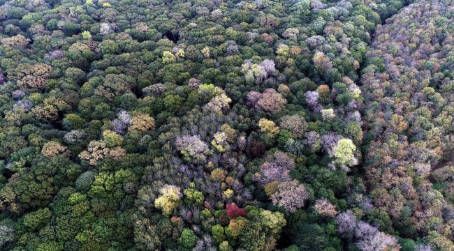 Longoz ormanları güz renkleriyle büyülüyor