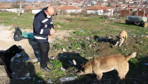 Çevre ve Şehircilik Müdürlüğü ekipleri sokak hayvanlarını besledi
