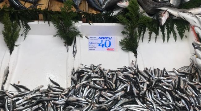 Hamsi vatandaşın değil çinekopun midesinde