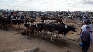 Havsa hayvan pazarı cuma günleri kurulacak