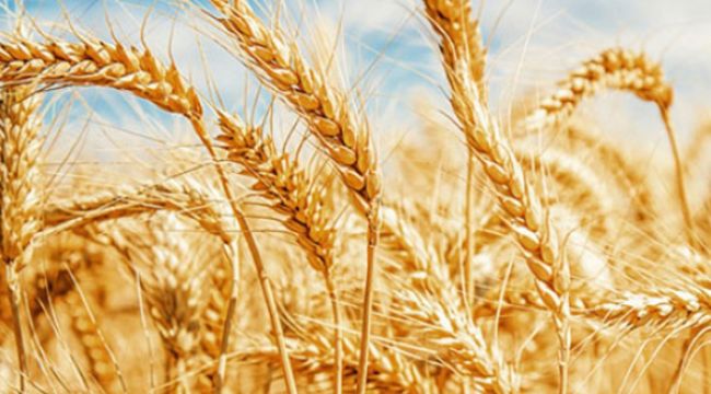 Kırımızı sert buğday 2,07 liradan işlem gördü