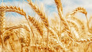 Kırımızı sert buğday 2,07 liradan işlem gördü