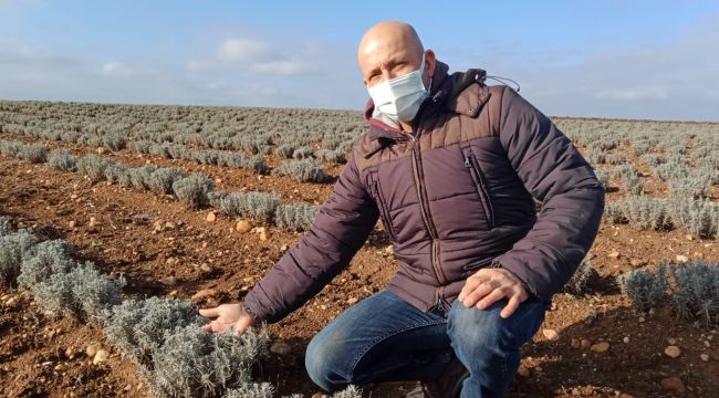Kurak araziler lavanta ile değerleniyor