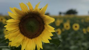 Kuraklık ayçiçeği verimini düşürdü