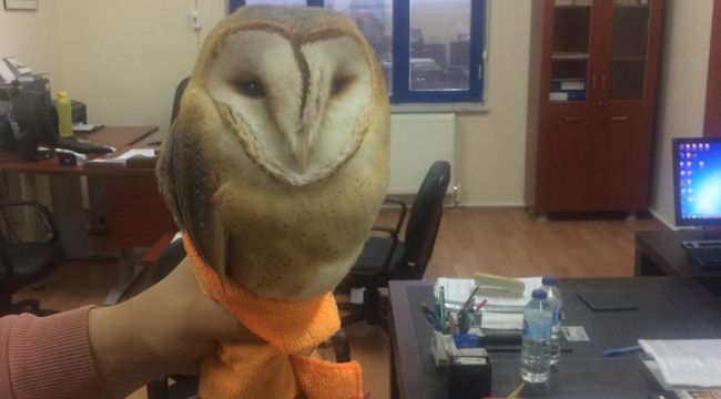 Peçeli baykuş beslendikten sonra doğaya bırakıldı