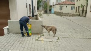Sokağa çıkma kısıtlamasında sokak hayvanları unutulmadı