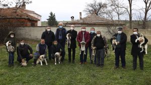 Sürüleri kurtlardan kangal köpekleri koruyacak