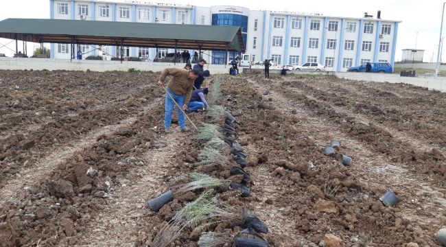 Yüksekokulu’nun havası, aromatik bitkilerle değişecek