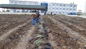 Yüksekokulu’nun havası, aromatik bitkilerle değişecek