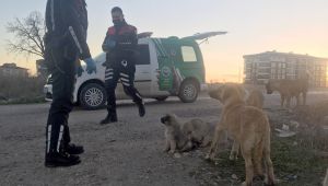 Yunus timleri sokak hayvanlarını besledi