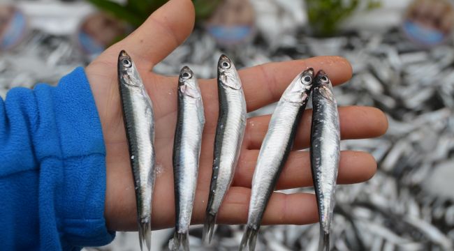 ‘9 cm altında hamsi satmak yasak’