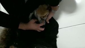 İlaçla uyuttuğu yavru köpekleri kabanının astarına gizledi