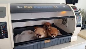 Kaçak yollarla gelen köpeklerin 4'ü kuvözde