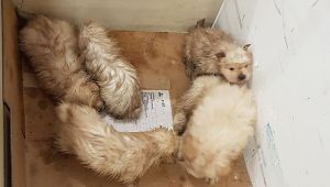 pomerian cinsi 7 köpek yavrusu yakalandı