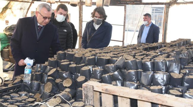 Seralarda çalışan kadınlar 750 bin çiçek yetiştirdi