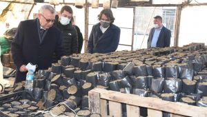 Seralarda çalışan kadınlar 750 bin çiçek yetiştirdi