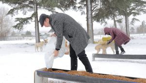 Belediye sokak hayvanlarını unutmadı