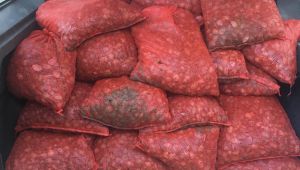 Edirne'de 1 ton kaçak midye ele geçirildi