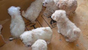 Kapıkule'de 23 Köpek Yavrusu ele geçirildi
