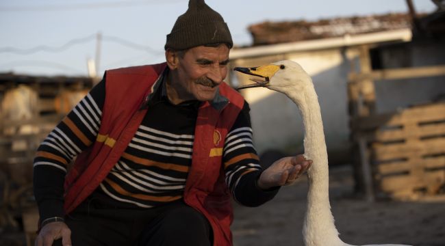 Kuğu ile postacının 37 yıllık dostluğu