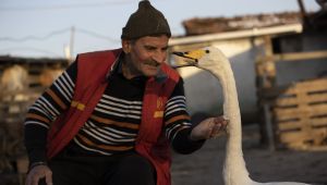 Kuğu ile postacının 37 yıllık dostluğu