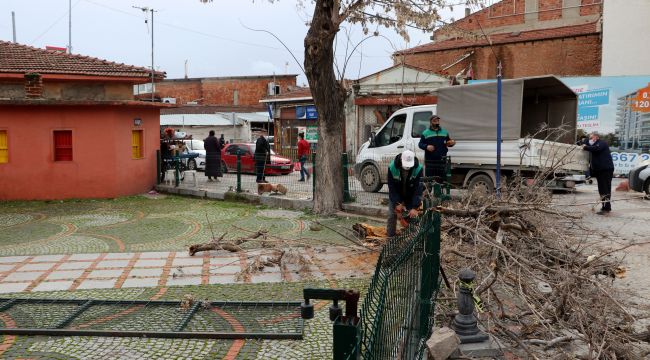 Şiddetli rüzgar nedeniyle ağaç devrildi