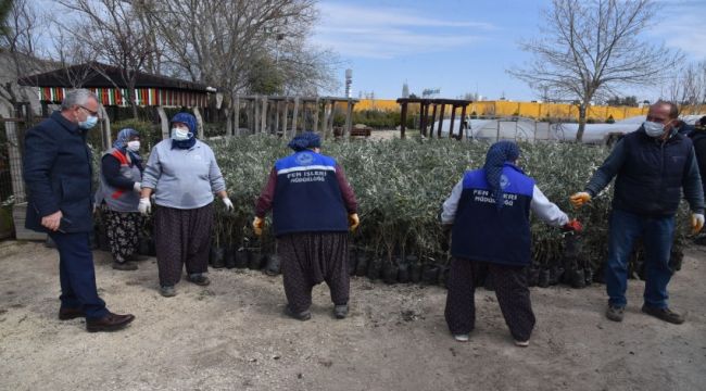 1 milyon lavanta fidesi ve 200 bin fidan dağıtılacak