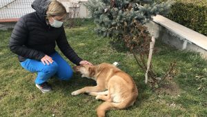Aracın çarptığı yaralı sokak köpeğini tedavi altına alındı