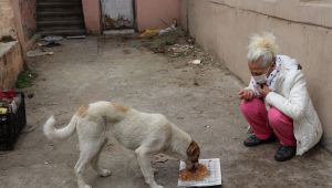 Edirne'de 8 köpek yavrusu ölüsü bulundu