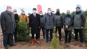 Geçen yıl yanan alanlara 170 bin fidan dikildi