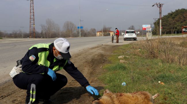 Polis, yaralı köpeğin başından ayrılmadı