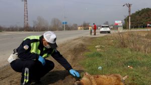 Polis, yaralı köpeğin başından ayrılmadı
