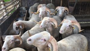 Trakya, Koyun Vebası’ndan ari bölge ilan edildi
