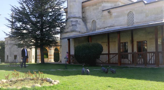 Cami’nin bahçesindeki Afrika cinsi tavuklar ilgi çekiyor