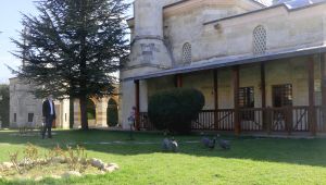 Cami’nin bahçesindeki Afrika cinsi tavuklar ilgi çekiyor