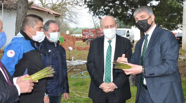 Keşan'da kuşkonmaz ekim alanında ilk hasat