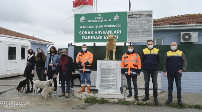 Liselilerden kedilere rengarenk bir dünya