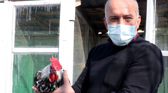 Tavuk yetiştiriciliği hobisini kazanca dönüştürdü