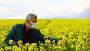 Trakya'da yetişen kanola ile yağ ithalatı azaltılabilir