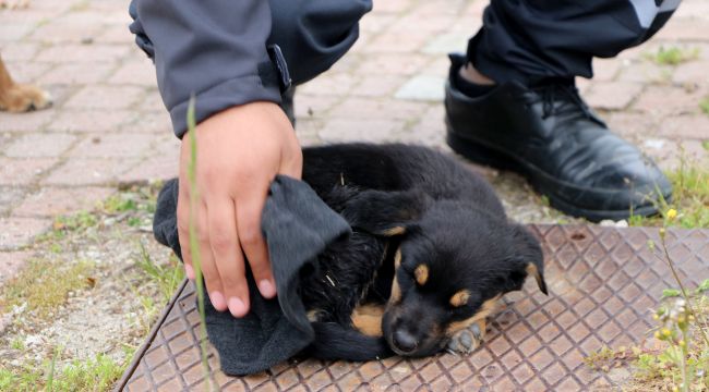 Yavru köpek Tunca nehrinden kurtarıldı