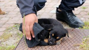 Yavru köpek Tunca nehrinden kurtarıldı