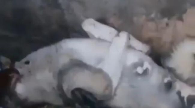 Av tüfeği ile köpek öldürüldü iddiası sosyal medyayı karıştırdı
