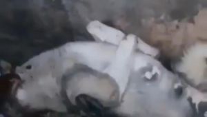 Av tüfeği ile köpek öldürüldü iddiası sosyal medyayı karıştırdı