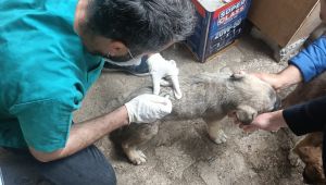 Belediye bakım yaptı; vatandaşlar sahiplendi