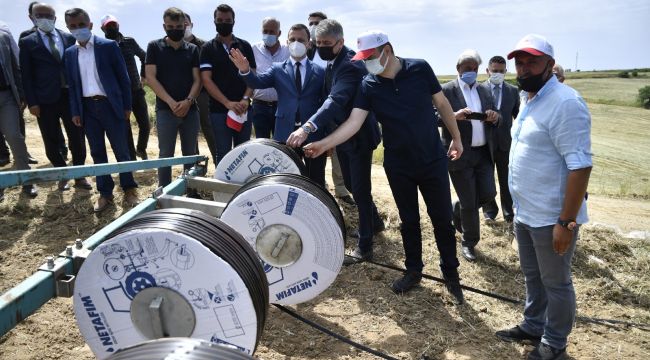Çeltikte damla sulama dönemi